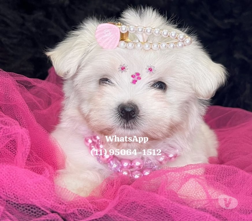 Animais Estimação à Venda Grande Sao Paulo SP Osasco - Fotos para Maltês Baby Face