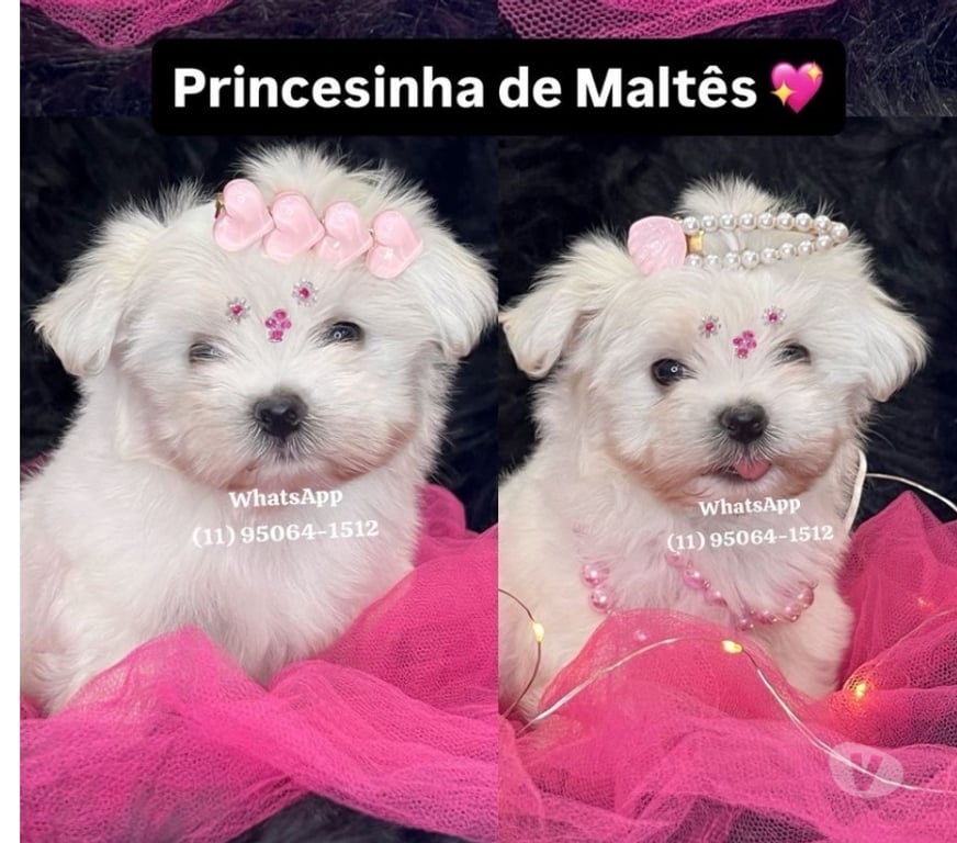 Animais Estimação à Venda Grande Sao Paulo SP Osasco - Fotos para Maltês Baby Face