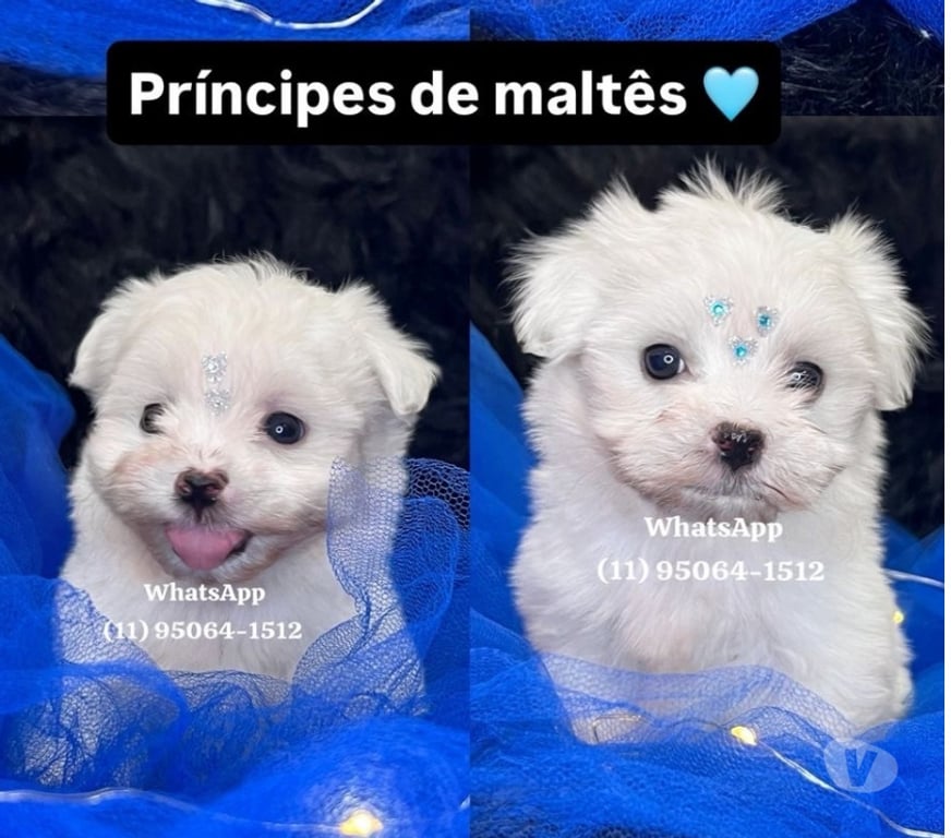 Animais Estimação à Venda Grande Sao Paulo SP Osasco - Fotos para Maltês Baby Face