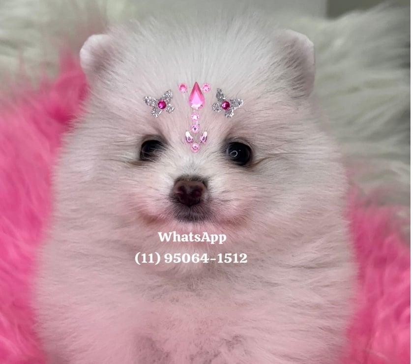 Animais estimação à venda Lapa Sao Paulo SP Sao Paulo SP - Fotos para Lulu da Pomerania ursinho anão