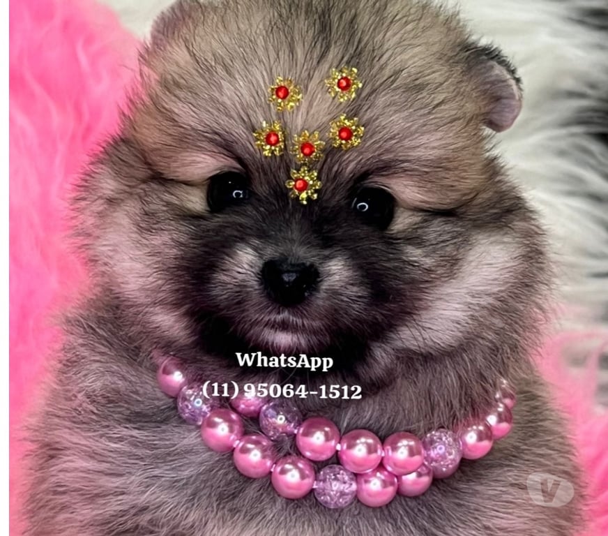 Animais Estimação à Venda Sao Paulo SP Lapa Sao Paulo SP - Fotos para Lulu da Pomerania ursinho anão