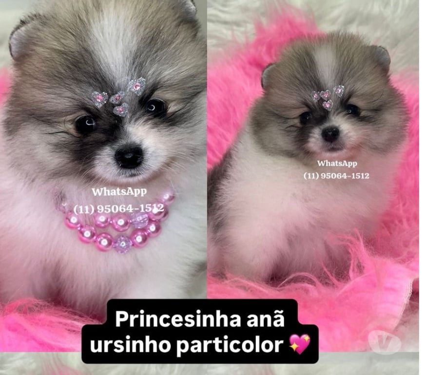 Animais Estimação à Venda Sao Paulo SP Lapa Sao Paulo SP - Fotos para Lulu da Pomerania ursinho anão