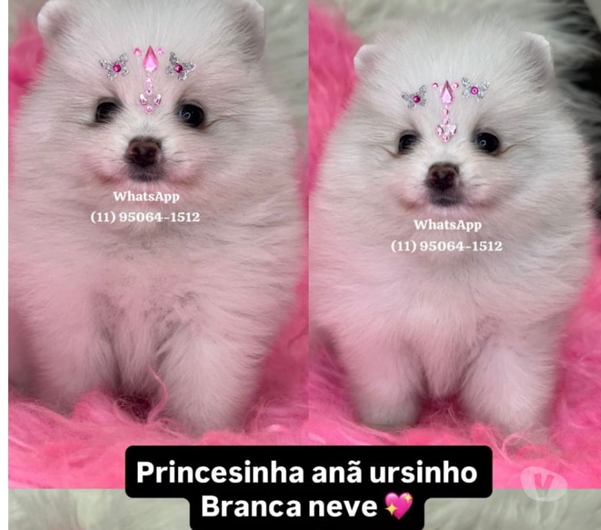 Animais Estimação à Venda Sao Paulo SP Lapa Sao Paulo SP - Fotos para Lulu da Pomerania ursinho anão