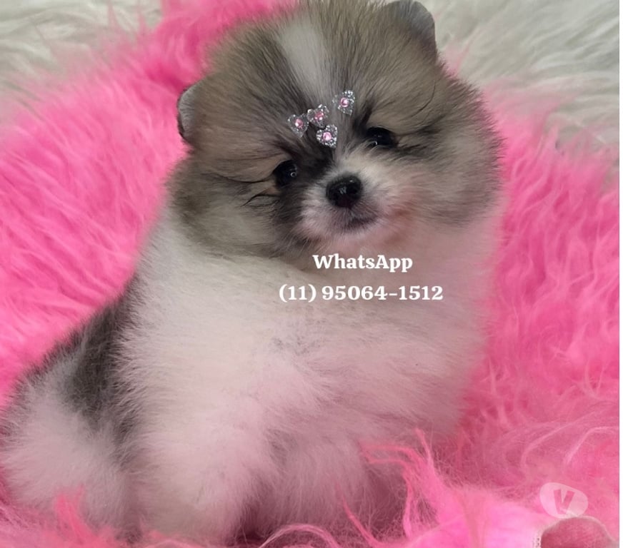 Animais Estimação à Venda Sao Paulo SP Lapa Sao Paulo SP - Fotos para Lulu da Pomerania ursinho anão