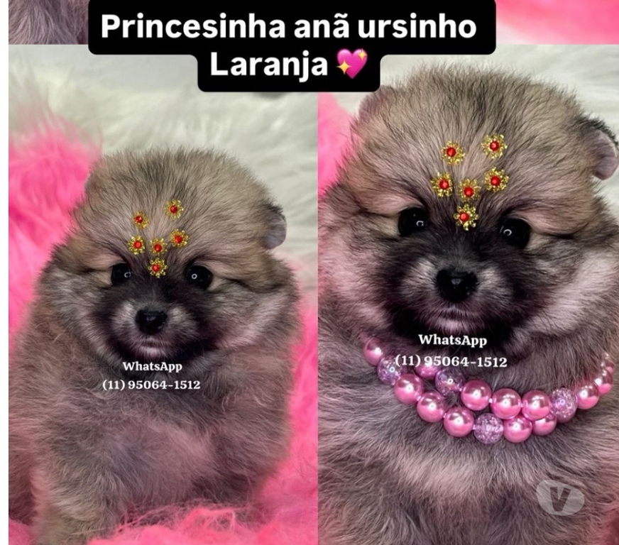 Animais Estimação à Venda Sao Paulo SP Lapa Sao Paulo SP - Fotos para Lulu da Pomerania ursinho anão