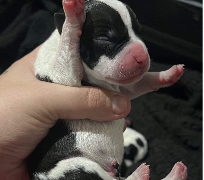 Animais Estimação à Venda - Fotos para Filhotes de American staffordshire terrier com pitbull