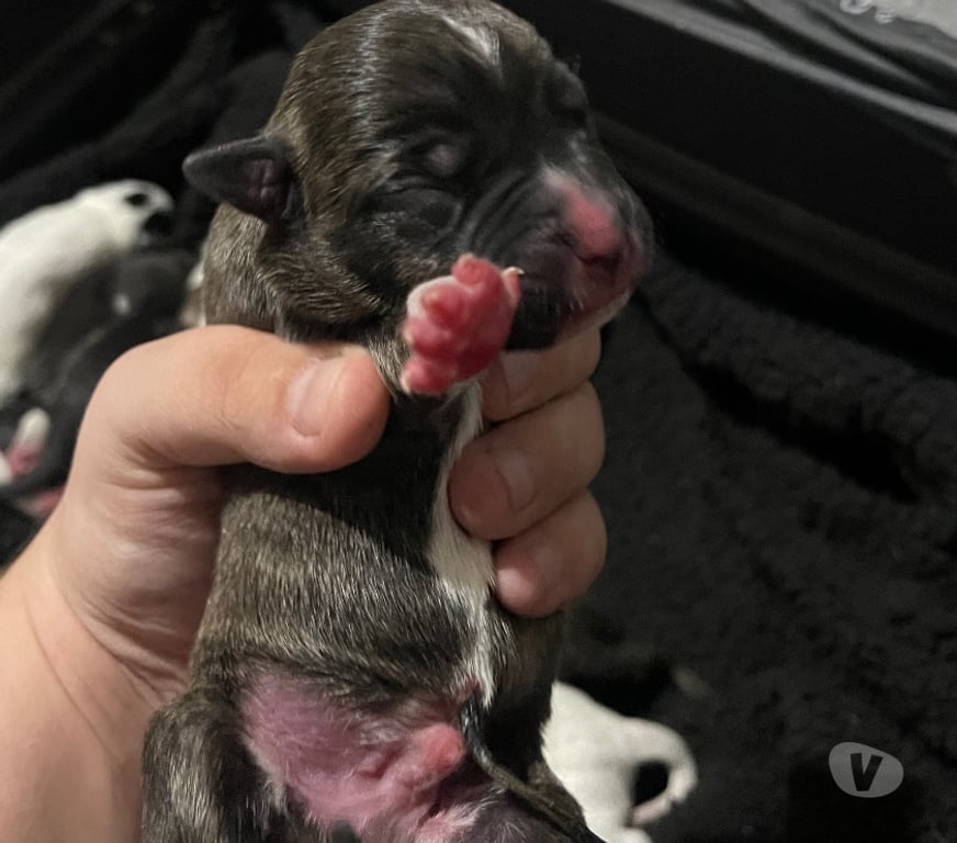 Animais Estimação à Venda Novo Hamburgo RS - Fotos para Filhotes de American staffordshire terrier com pitbull
