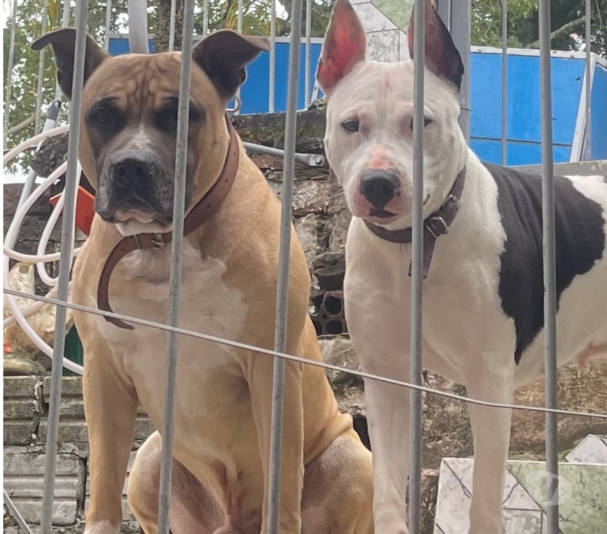 Animais Estimação à Venda Novo Hamburgo RS - Fotos para Filhotes de American staffordshire terrier com pitbull