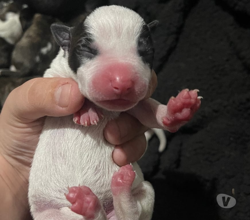 Animais Estimação à Venda Novo Hamburgo RS - Fotos para Filhotes de American staffordshire terrier com pitbull