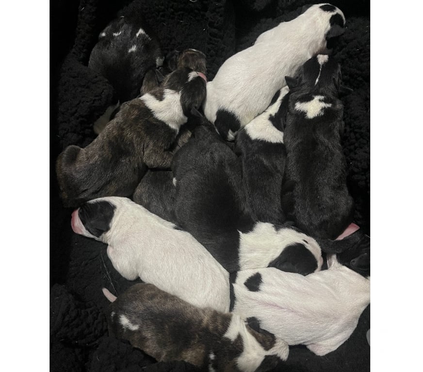 Animais Estimação à Venda Novo Hamburgo RS - Fotos para Filhotes de American staffordshire terrier com pitbull