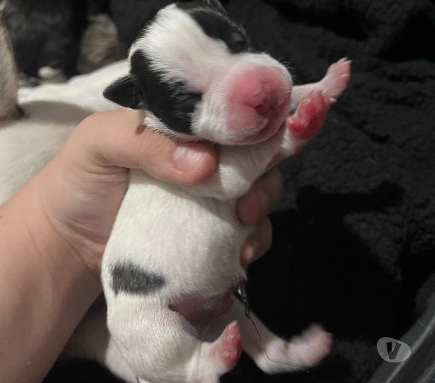 Animais Estimação à Venda Novo Hamburgo RS - Fotos para Filhotes de American staffordshire terrier com pitbull