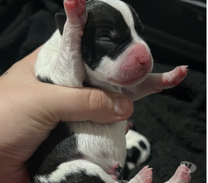 Animais Estimação à Venda - Fotos para Filhotes de American staffordshire terrier com pitbull