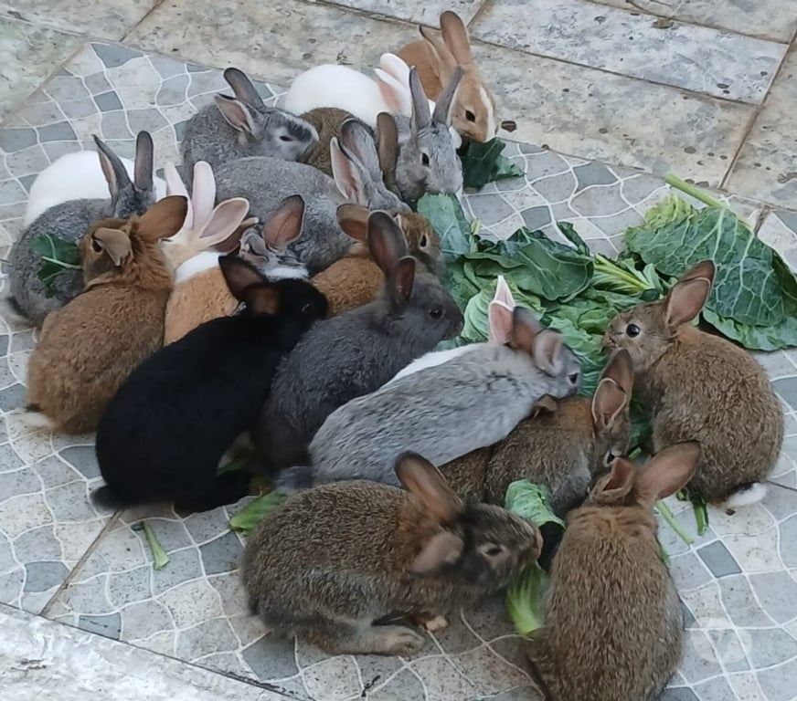 Animais do Campo Rio de Janeiro RJ Olaria - Fotos para coelhos filhotes R$ 25,00