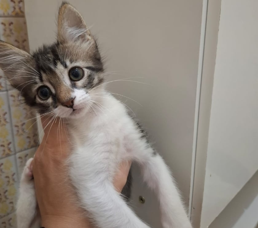 Adoção Animais de Estimação Outros Bairros Rio de Janeiro RJ Rio de Janeiro RJ - Fotos para Adoção responsável, Bonsucesso - RJ