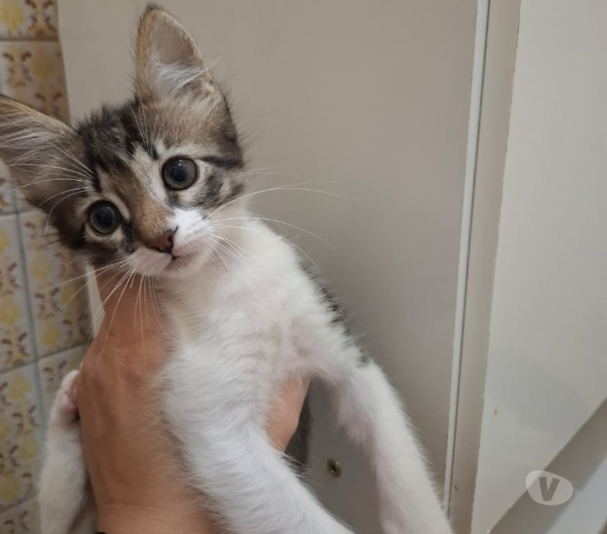 Adoção Animais de Estimação Rio de Janeiro RJ Outros Bairros Rio de Janeiro RJ - Fotos para Adoção responsável, Bonsucesso - RJ