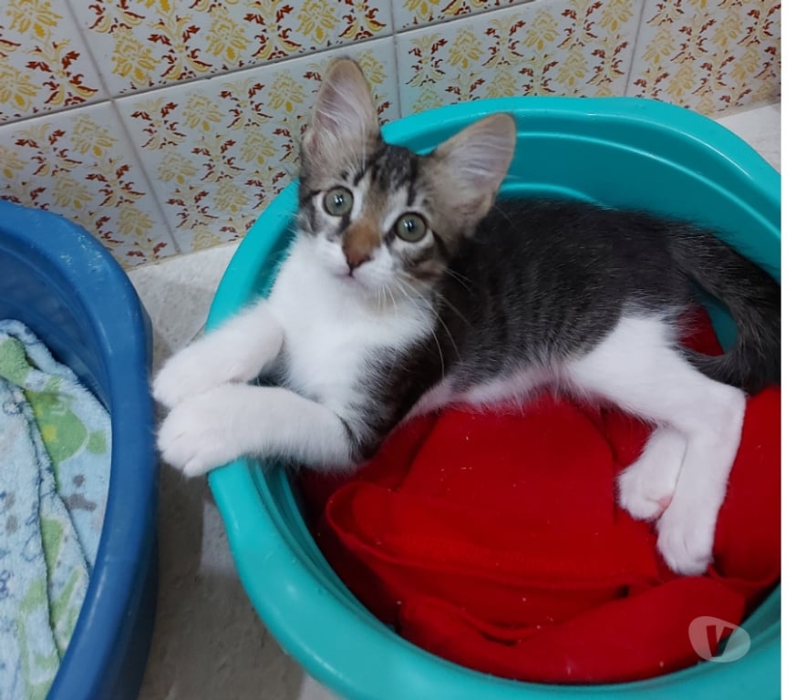 Adoção Animais de Estimação Rio de Janeiro RJ Outros Bairros Rio de Janeiro RJ - Fotos para Adoção responsável, Bonsucesso - RJ