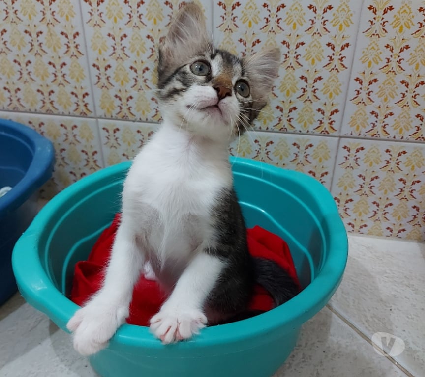 Adoção Animais de Estimação Rio de Janeiro RJ Outros Bairros Rio de Janeiro RJ - Fotos para Adoção responsável, Bonsucesso - RJ