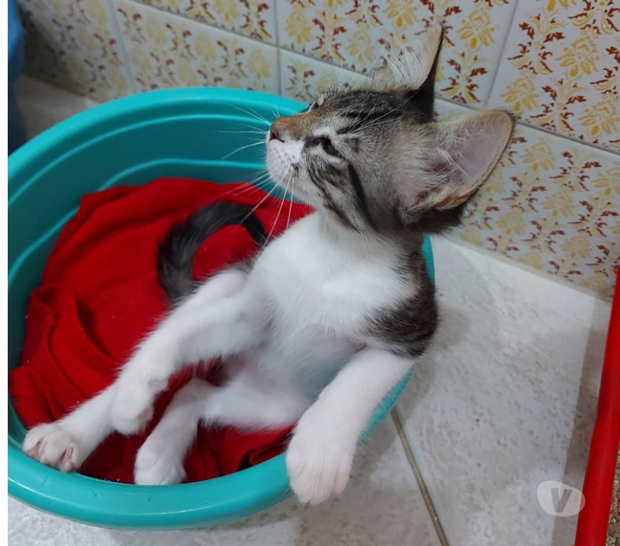 Adoção Animais de Estimação Rio de Janeiro RJ Outros Bairros Rio de Janeiro RJ - Fotos para Adoção responsável, Bonsucesso - RJ