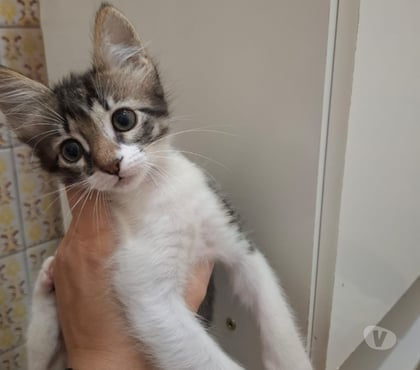 Adoção Animais de Estimação Outros Bairros Rio de Janeiro RJ Rio de Janeiro RJ - Fotos para Adoção responsável, Bonsucesso - RJ