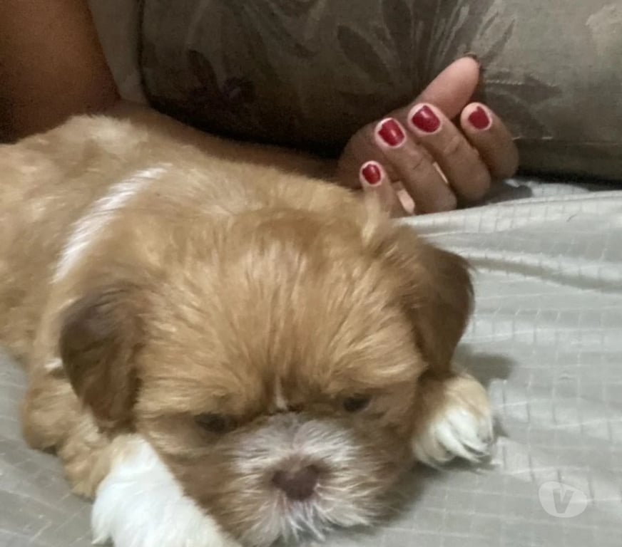 Animais Estimação à Venda Rio de Janeiro RJ Botafogo - Fotos para Cachorro shit Tzu