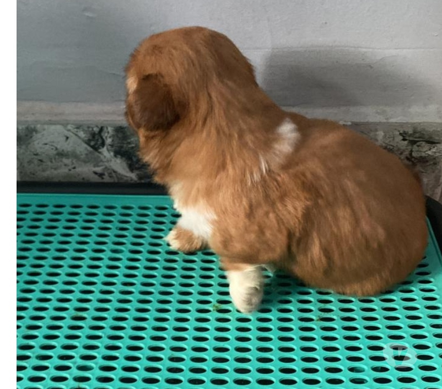 Animais Estimação à Venda Rio de Janeiro RJ Botafogo - Fotos para Cachorro shit Tzu