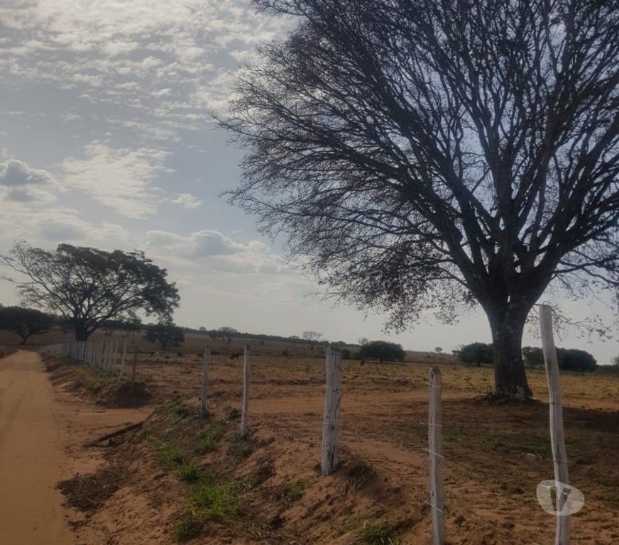 Fazendas - Sitios à venda Sao Sebastiao do Paraiso MG - Fotos para 11 alqueires com café