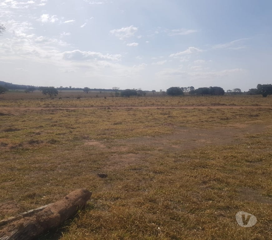 Fazendas - Sitios à venda Sao Sebastiao do Paraiso MG - Fotos para 11 alqueires com café