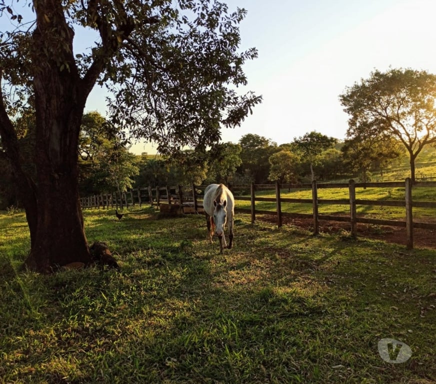 Fazendas - Sitios à venda Sao Sebastiao do Paraiso MG - images_alt_text Fazenda 100.39 hectares em Cajuru