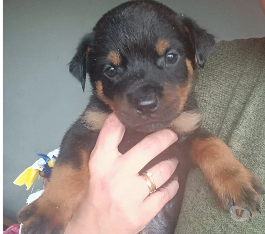 Animais Estimação à Venda Indaiatuba SP - Fotos para Filhotes de Rottweiler