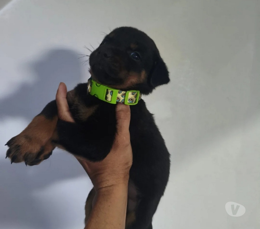 Animais Estimação à Venda Indaiatuba SP - Fotos para Filhotes de Rottweiler