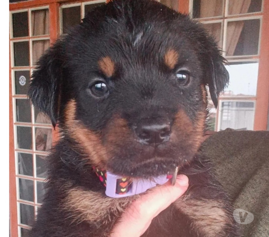 Animais Estimação à Venda Indaiatuba SP - Fotos para Filhotes de Rottweiler