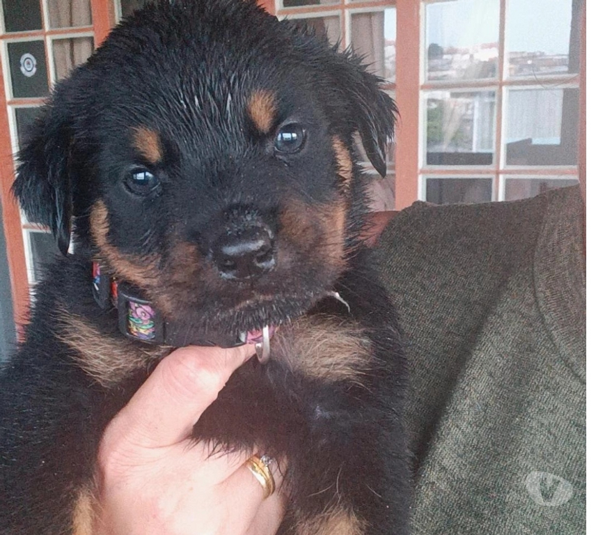 Animais Estimação à Venda Indaiatuba SP - Fotos para Filhotes de Rottweiler