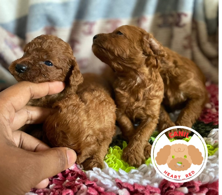 Animais Estimação à Venda Batatais SP - Fotos para Poodle red toy filhotes