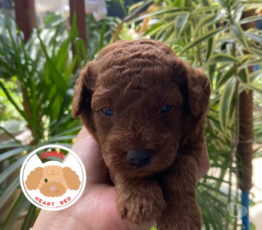 Animais Estimação à Venda Batatais SP - Fotos para Poodle red toy filhotes