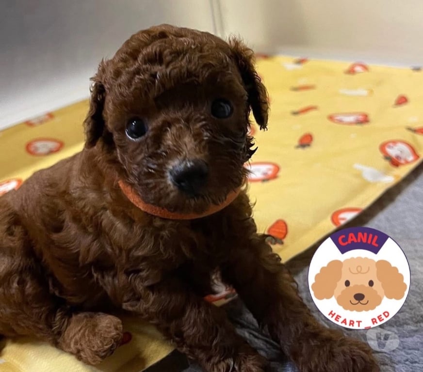 Animais Estimação à Venda Batatais SP - Fotos para Poodle red toy filhotes