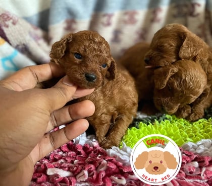 Animais estimação à venda - Fotos para Poodle red toy filhotes