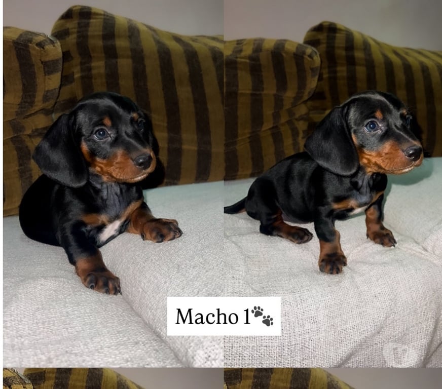 Animais Estimação à Venda Tupa SP - Fotos para Cachorros Salsichas