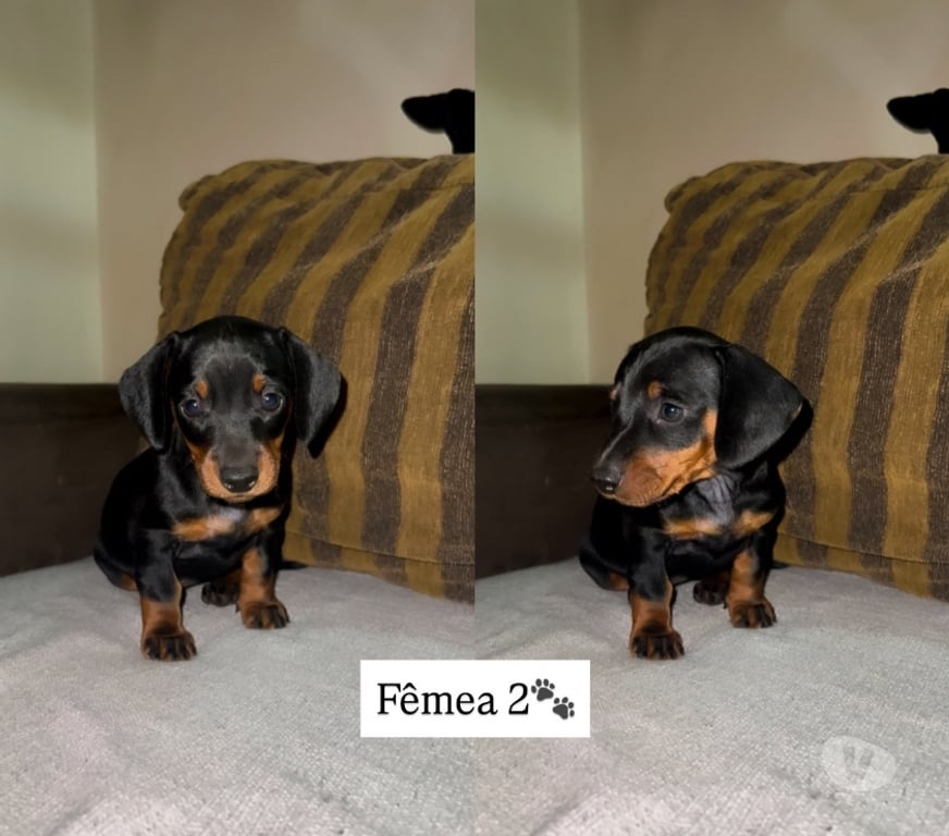 Animais Estimação à Venda Tupa SP - Fotos para Cachorros Salsichas