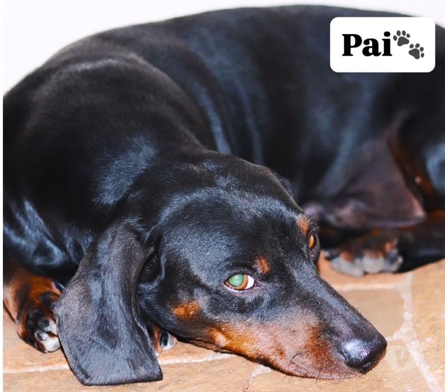 Animais Estimação à Venda Tupa SP - Fotos para Cachorros Salsichas