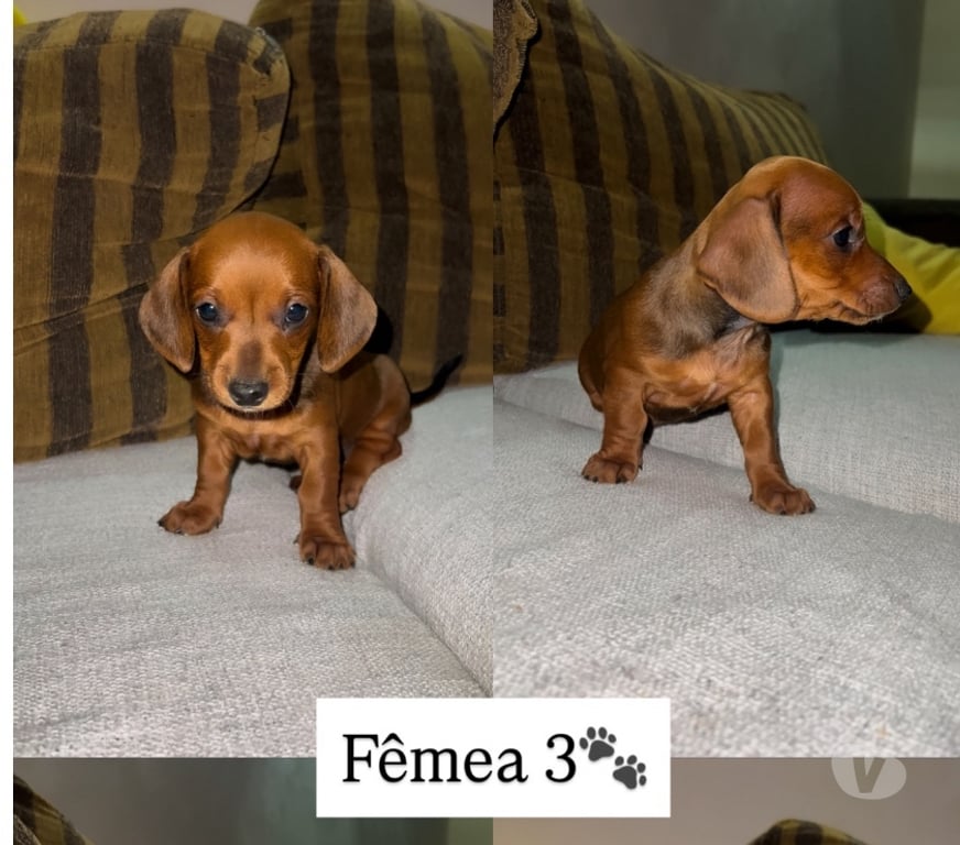 Animais Estimação à Venda Tupa SP - Fotos para Cachorros Salsichas