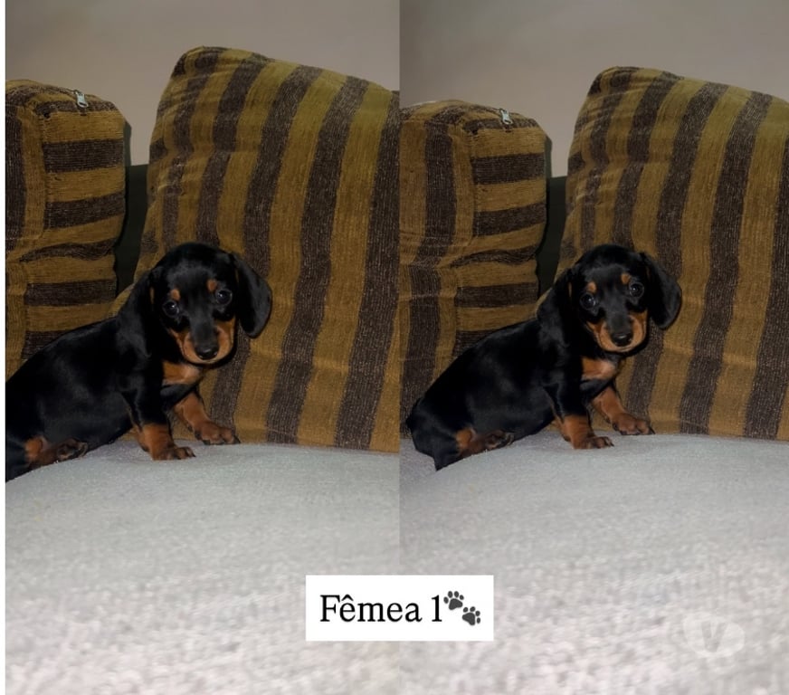 Animais Estimação à Venda Tupa SP - Fotos para Cachorros Salsichas