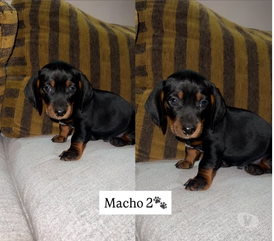 Animais Estimação à Venda Tupa SP - Fotos para Cachorros Salsichas