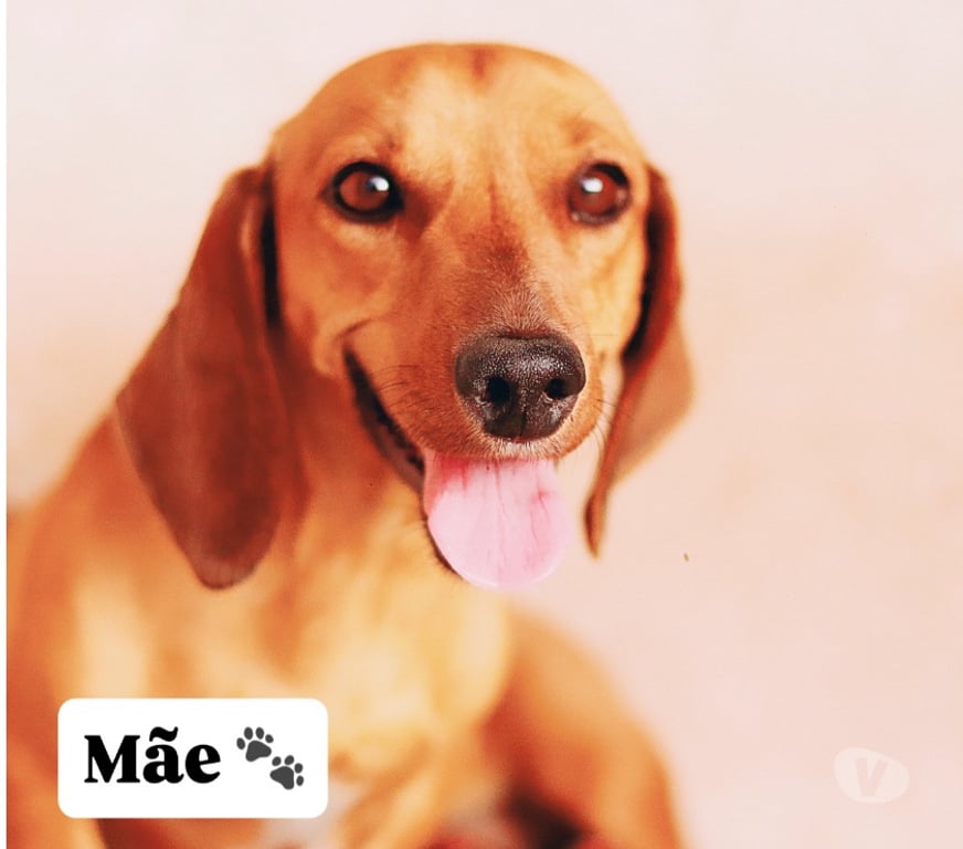 Animais Estimação à Venda Tupa SP - Fotos para Cachorros Salsichas