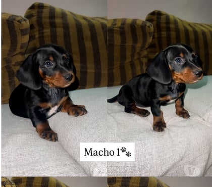 Animais Estimação à Venda - Fotos para Cachorros Salsichas