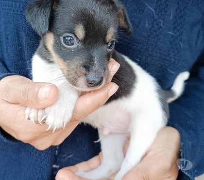 Animais estimação à venda Cotia Grande Sao Paulo SP - Fotos para Filhotes fox paulistinha machos