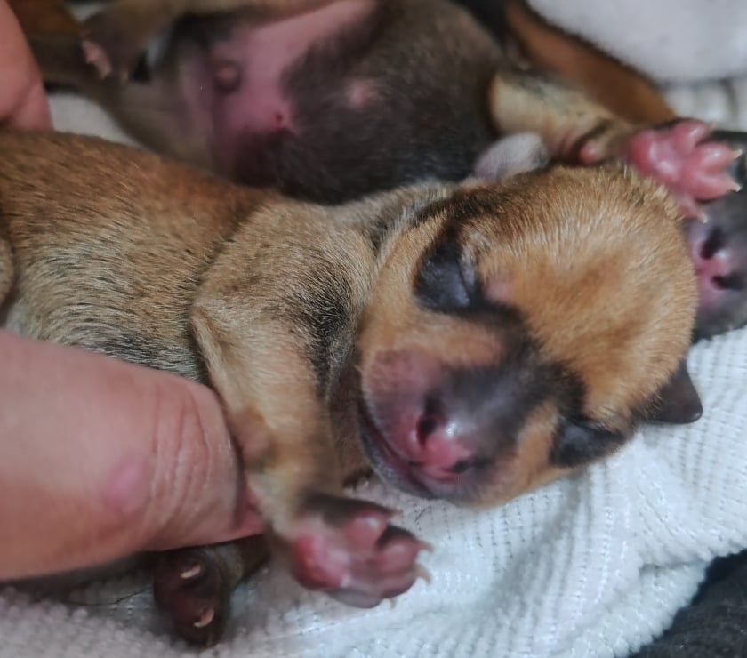 Animais Estimação à Venda Itaim Paulista Sao Paulo SP - Fotos para Pinscher Porte Pequeno