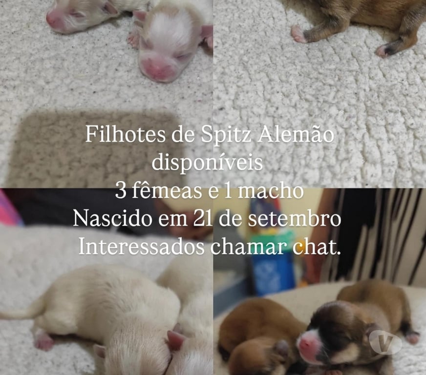 Animais Estimação à Venda Sao Paulo SP Sapopemba - Fotos para Filhotes de Spitz alemão