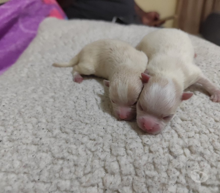 Animais Estimação à Venda Sao Paulo SP Sapopemba - Fotos para Filhotes de Spitz alemão