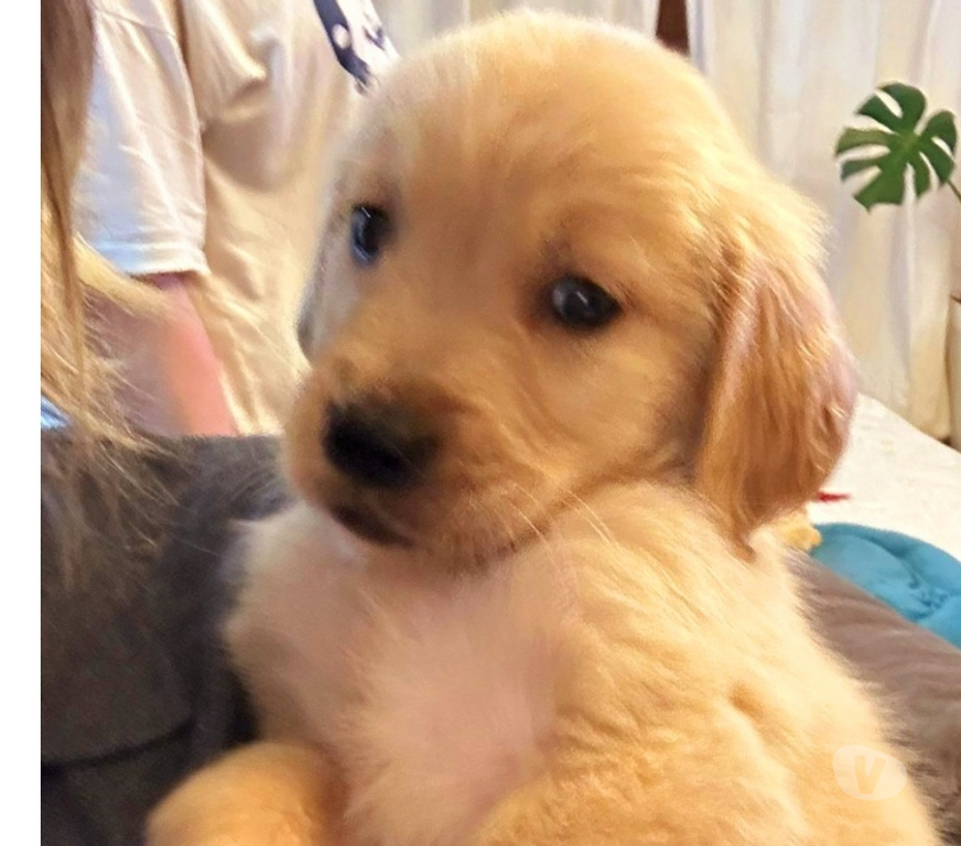 Animais Estimação à Venda Sorocaba SP - Fotos para Filhote de Golden Retriever alto padrão Sorocaba