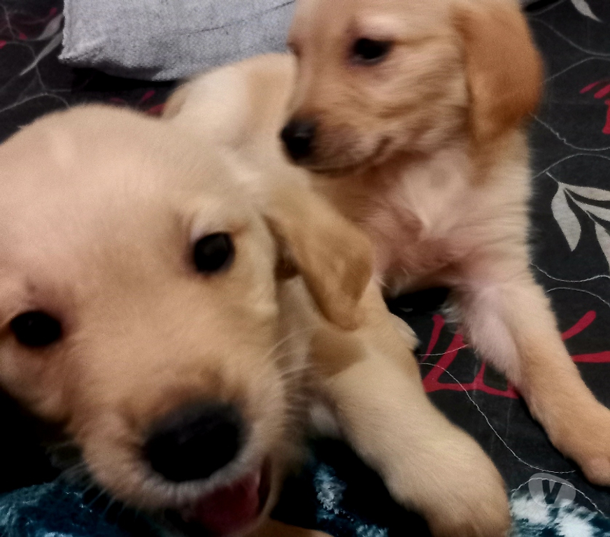 Animais Estimação à Venda Sorocaba SP - Fotos para Filhote de Golden Retriever alto padrão Sorocaba